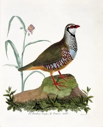 Zoologische Tafel (Ornithologie): Die rote Rebhuhn von Frankreich, männlich (Rote Rebhuhn oder Alectoris rufa). Illustration in „Die Geschichte der Vögel, gemalt in ihren erscheinenden und empfindlichen Aspekten“ von Francois Nicolas Martinet (1731-1800). 