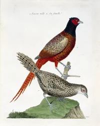 Zoologische Tafel (Ornithologie): Männlicher und weiblicher Fasan (Kolchidenfasan oder Phasianus colchicus). Illustration in „Die Geschichte der Vögel, gemalt in ihren erscheinenden und empfindlichen Aspekten“ von Francois Nicolas Martinet (1731-1800). Pri