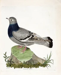 Zoologische Tafel (Ornithologie): Felsentaube (Columba livia). Illustration in „Die Geschichte der Vögel, gemalt in ihren erscheinenden und empfindlichen Aspekten“ von Francois Nicolas Martinet (1731-1800). Private Sammlung