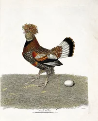 Zoologische Tafel (Ornithologie): Das Huhn (Haushuhn oder Gallus gallus) und sein Ei. Illustration in „Die Geschichte der Vögel, gemalt in ihren erscheinenden und empfindlichen Aspekten“ von Francois Nicolas Martinet (1731-1800).