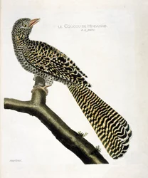 Zoologische Tafel (Ornithologie): Der Kuckuck von Mindanao (Koel-Kuckuck oder Eudynamys scolopacea) auf einem Ast. Illustration in „Die Geschichte der Vögel, gemalt in ihren erscheinenden und empfindlichen Aspekten“ von Francois Nicolas Martinet (1731-1800
