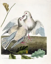 Zoologische Tafel (Ornithologie): Die Nackttaube (rosa und graue Taube oder Streptopelia roseogrisea). Illustration in „Die Geschichte der Vögel, gemalt in ihren erscheinenden und empfindlichen Aspekten“ von Francois Nicolas Martinet (1731-1800).