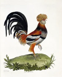 Zoologische Tafel (Ornithologie): Der Hahn (Haushahn oder Gallus gallus). Illustration in „Die Geschichte der Vögel, gemalt in ihren erscheinenden und empfindlichen Aspekten“ von François Nicolas Martinet (1731-1800). Private Sammlung.