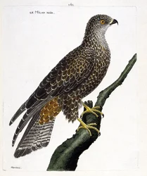 Zoologische Tafel (Ornithologie): schwarzer Schwarzmilan (Milvus migrans) auf einem Zweig. Illustration in 