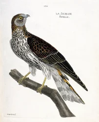 Zoologische Tafel (Ornithologie): Weibliche Soubuse (Circus cyaneus) auf einem Ast. Illustration in „Die Geschichte der Vögel“ von Francois Nicolas Martinet (1731-1800). Private Sammlung.
