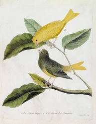 Zoologische Tafel (Ornithologie): von unten nach oben: Der Haubenkanarienvogel (Serinus canaria) und der Kanarienvogel auf einem Ast. Illustration in „Die Geschichte der Vögel, gemalt in ihren erscheinenden und empfindlichen Aspekten“ von Francois Nicolas 