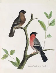 Zoologische Tafel (Ornithologie): von unten nach oben: männlicher und weiblicher Gimpel auf einem Ast. Illustration in „Die Geschichte der Vögel, gemalt in ihren erscheinenden und empfindlichen Aspekten“ von Francois Nicolas Martinet