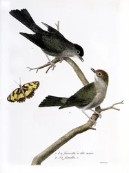 Zoologische Tafel (Ornithologie): Von oben nach unten: Männlicher und weiblicher Mönchsgrasmücke (Sylvia atricapilla) auf einem Ast. Illustration in „Die Geschichte der Vögel“ von Francois Nicolas Martinet (1731-1800). Private Sammlung.