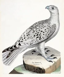 Zoologische Tafel (Ornithologie): Der Gerfalke (Falco rusticolus). Illustration in „Die Geschichte der Vögel, gemalt in ihren erscheinenden und empfindlichen Aspekten“ von Francois Nicolas Martinet (1731-1800). Private Sammlung.
