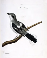Zoologische Tafel (Ornithologie): Grauer Würger (Grauer Würger oder Lanius excubitor) auf einem Ast. Illustration in „Die Geschichte der Vögel, gemalt in ihren erscheinenden und empfindlichen Aspekten“ von Francois Nicolas Martinet (1731-1800).