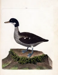 Zoologische Tafel (Ornithologie): Javaente (Graue Ente oder Anas gibberifrons). Illustration in „Die Geschichte der Vögel, gemalt in ihren erscheinenden und empfindlichen Aspekten“ von Francois Nicolas Martinet (1731-1800).