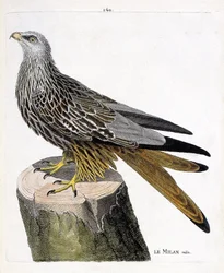 Zoologische Tafel (Ornithologie): Männlicher Milan (Königsmilan oder Milvus milvus). Illustration in „Die Geschichte der Vögel, gemalt in ihren erscheinenden und empfindlichen Aspekten“ von Francois Nicolas Martinet (1731-1800). Private Sammlung