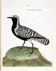 Zoologische Tafel (Ornithologie): Der Silberregenpfeifer (Pluvialis squatarola). Illustration in „Die Geschichte der Vögel, gemalt in ihren erscheinenden und empfindlichen Aspekten“ von Francois Nicolas Martinet (1731-1800). Private Sammlung.