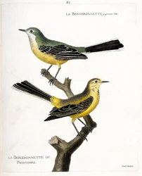 Zoologische Tafel (Ornithologie): Die Bachstelze und die Frühlingsbachstelze (Frühlingsbachstelze oder Motacilla flava) auf einem Ast. Illustration in „Die Geschichte der Vögel, gemalt in ihren erscheinenden und empfindlichen Aspekten“ von Francois Nicolas