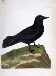 Zoologische Tafel (Ornithologie): Die Krähe (Corvus corone). Illustration in „Die Geschichte der Vögel“ von Francois Nicolas Martinet (1731-1800). Private Sammlung.