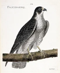 Zoologische Tafel (Ornithologie): Der Wanderfalke (Falco peregrinus) auf einem Ast. Illustration in „Die Geschichte der Vögel, gemalt in ihren erscheinenden und empfindlichen Aspekten“ von Francois Nicolas Martinet (1731-1800). Private Sammlung.