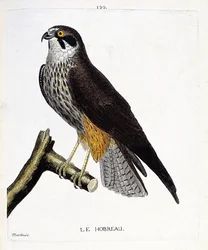 Zoologische Tafel (Ornithologie): Der Hobreau (Falkenfalke oder Falco subbuteo) auf einem Ast. Illustration in „Die Geschichte der Vögel, gemalt in ihren erscheinenden und empfindlichen Aspekten“ von Francois Nicolas Martinet (1731-1800). Private Sammlung