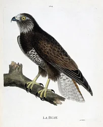 Zoologische Tafel (Ornithologie): Der Mäusebussard (Buteo buteo) auf einem Ast. Illustration in „Die Geschichte der Vögel, gemalt in ihren erscheinenden und empfindlichen Aspekten“ von Francois Nicolas Martinet (1731-1800). Private Sammlung.