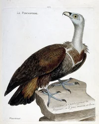 Zoologische Tafel (Ornithologie): Der Percnoptere (Gyps fulvus). Illustration in „Die Geschichte der Vögel“ von Francois Nicolas Martinet (1731-1800). Private Sammlung.