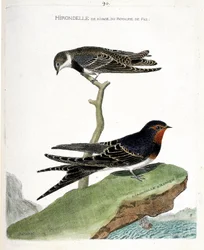 Zoologische Tafel (Ornithologie): Die Uferschwalbe des Königreichs Fes (Riparia riparia) auf einem Ast und die afrikanische Schwalbe (Rauchschwalbe oder Hirundo rustica). Illustration in „Die Geschichte der Vögel, gemalt in ihren erscheinenden und empfindl