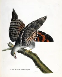 Zoologische Tafel (Ornithologie): Der kleine amerikanische Adler (Circus buffoni) auf einem Ast. Illustration in „Die Geschichte der Vögel, gemalt in ihren erscheinenden und empfindlichen Aspekten“ von Francois Nicolas Martinet (1731-1800). Private Sammlun