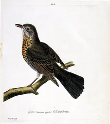 Zoologische Tafel (Ornithologie): Die Drossel (Calandrotte) auf einem Ast. Illustration in „Die Geschichte der Vögel“ von Francois Nicolas Martinet (1731-1800). Private Sammlung.