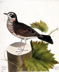 Zoologische Tafel (Ornithologie): Die Drossel (Turdus iliacus) auf einem Baumstamm. Illustration in „Die Geschichte der Vögel“ von Francois Nicolas Martinet (1731-1800).