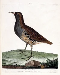 Zoologische Tafel (Ornithologie): Der Wasserralle (Rallus aquaticus). Illustration in „Die Geschichte der Vögel, gemalt in ihren erscheinenden und empfindlichen Aspekten“ von Francois Nicolas Martinet (1731-1800). Private Sammlung