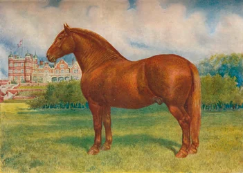 Suffolk-Hengst Prince Wedgwood, ca. 1902-1910