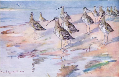Brachvögel am Blakeney Point
