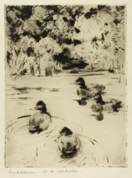 Kleine Blauschnäbel