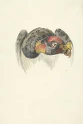 Kopf eines Königsgeiers (Sarcoramphus papa)