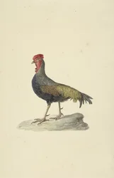 Sonnerats Huhn