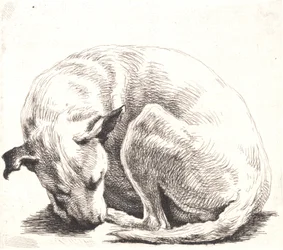 Probeplatte: Ein Hund