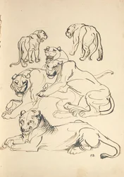 Sechs Pumas