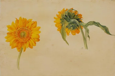 Sonnenblumen