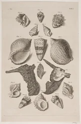 Tafel mit Muscheln. Tafel 1.