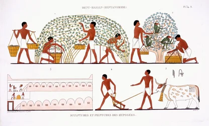 Obsternte, aus einem seltenen Bericht über Fresken aus Theben, aufgezeichnet 1819-1822 bei seinem zweiten Besuch in Ägypten von Frederic Cailliaud