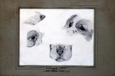 Studien des Hundes des Künstlers
