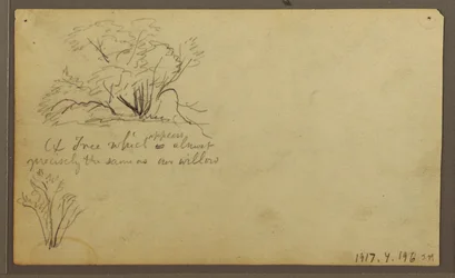 Zeichnung, Eine Hütte auf Pfosten, Guayaquil, Ecuador, Mai 1857