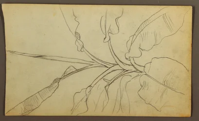 Botanische Skizzen, Ecuador oder Kolumbien; Rückseite: Botanische Skizzen, 1857