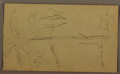 Botanische Skizzen, Juni 1865