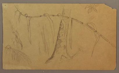 Zeichnung, Botanische Skizzen, Mai–August 1865