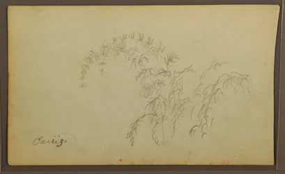 Zeichnung, Botanische Skizzen; Rückseite: Botanische Skizzen, 1857