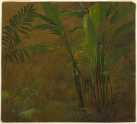 Zeichnung, Botanische Studien aus Jamaika, Westindien, Juni 1887