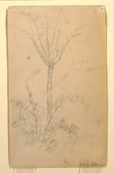 Zeichnung, Botanische Studien eines Baumes, Mai–Juni 1857