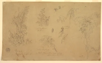 Botanische Skizzen, "nahe Jorje", 23. Juli 1857