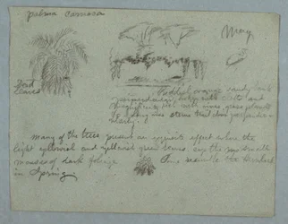 Camaca-Palme, eine Gruppe von Bäumen und Reben am Flussufer, Vogel und ein Bündel Blätter, Rio Magdalena, Kolumbien, Mai 1853