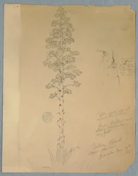 Zeichnung, Jahrhundertpflanze, Agave Americana, Jamaika, 14. Juni 1865