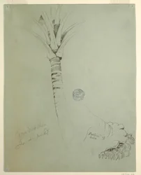 Zeichnung, Kokospalme, Jamaika, Juni 1865